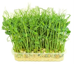 Горох зеленый (Мадрас) семена для проращивания микрозелени, 200г - фото 10850