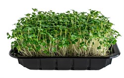 Капуста татсой семена для проращивания микрозелени и беби листьев, 100г - фото 13132