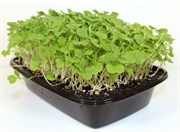 Руккола семена для проращивания микрозелени и беби зелени, 100г