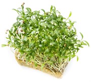 Кориандр (Кинза) семена для проращивания микрозелени и зелени, 100г