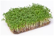 Кресс салат семена для проращивания микрозелени, 100г